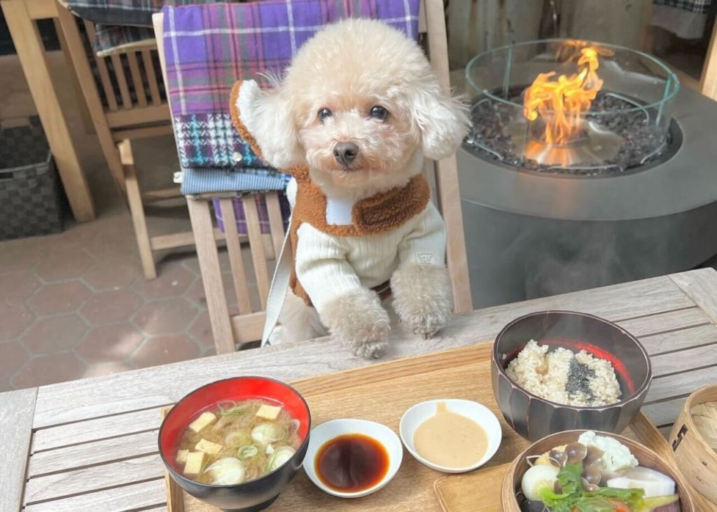 表参道 原宿 わんこokカフェ レストラン6選 店内 テラスペット同伴可 インスタ映えするお店を紹介 ワンナビ